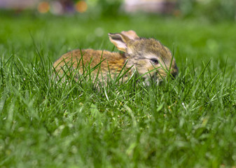 Beautiful cute rabbit on a green summer meadow. Hare walking on nature in the grass. Stock photo with domestic fish