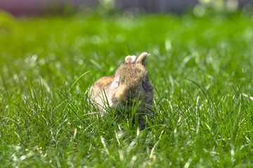 Beautiful cute rabbit on a green summer meadow. Hare walking on nature in the grass. Stock photo with domestic fish