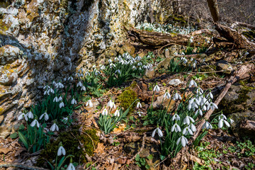 Snowdrops