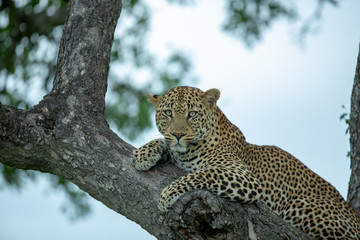 Fototapeta na wymiar A young male leopard resting in the fork of a Marula tree late in the afternoon