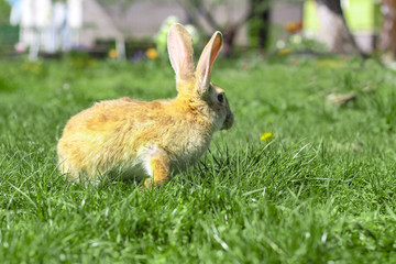 Beautiful cute rabbit on a green summer meadow. Hare walking on nature in the grass. Stock photo with domestic fish