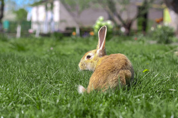 Beautiful cute rabbit on a green summer meadow. Hare walking on nature in the grass. Stock photo with domestic fish