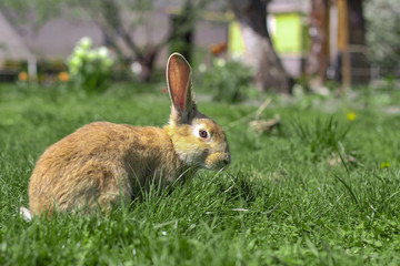 Beautiful cute rabbit on a green summer meadow. Hare walking on nature in the grass. Stock photo with domestic fish