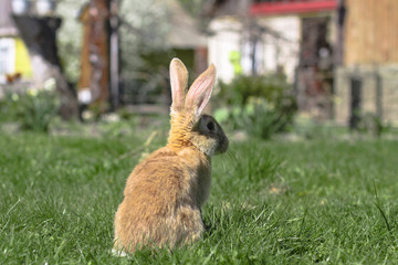 Obraz premium Beautiful cute rabbit on a green summer meadow. Hare walking on nature in the grass. Stock photo with domestic fish