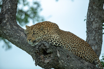 A young male leopard resting in the fork of a Marula tree late in the afternoon