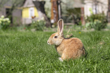 Beautiful cute rabbit on a green summer meadow. Hare walking on nature in the grass. Stock photo with domestic fish