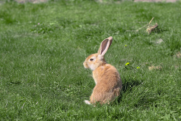 Beautiful cute rabbit on a green summer meadow. Hare walking on nature in the grass. Stock photo with domestic fish