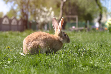 Beautiful cute rabbit on a green summer meadow. Hare walking on nature in the grass. Stock photo with domestic fish
