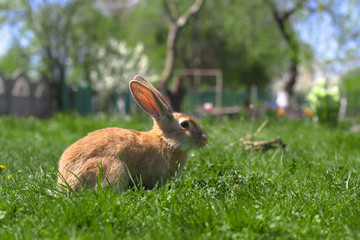 Beautiful cute rabbit on a green summer meadow. Hare walking on nature in the grass. Stock photo with domestic fish