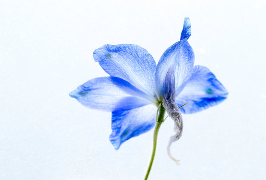 Consuelda azul sobre fondo blanco