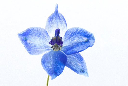 Consuelda azul sobre fondo blanco