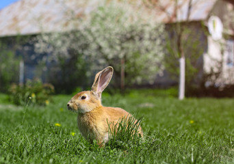 Beautiful cute rabbit on a green summer meadow. Hare walking on nature in the grass. Stock photo with domestic fish