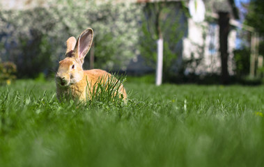 Beautiful cute rabbit on a green summer meadow. Hare walking on nature in the grass. Stock photo with domestic fish