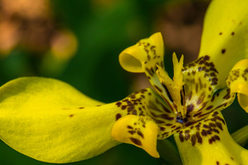 bunch of yellow flower