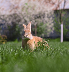 Beautiful cute rabbit on a green summer meadow. Hare walking on nature in the grass. Stock photo with domestic fish