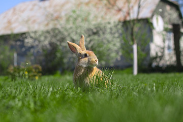 Beautiful cute rabbit on a green summer meadow. Hare walking on nature in the grass. Stock photo with domestic fish