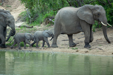 Fototapeta premium A herd of elephants at a waterhole with calves