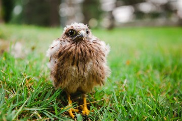 Cute nestling lost in nature - Abandoned - out of the nest - Difficult live.