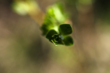 Beautiful April sprout of a tree. Green leaf in the spring. Nature background for design