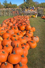 Halloween pumpkin patch decorations