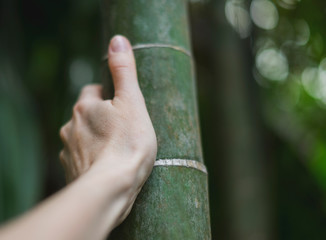 Fototapeta na wymiar woman's hand on a bamboo tree