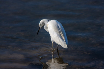 Little Egret feeding on estuary