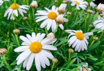 beautiful daisy flowers with their white petals con the yellow eye at the garden on a green grass background