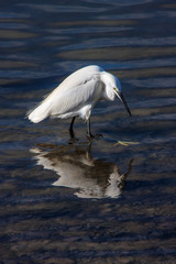 Little Egret on estuary