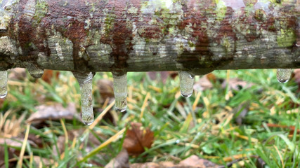 ice sickle on a cold winter day on a tree climb