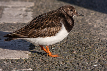 Turnstone at coast in winter