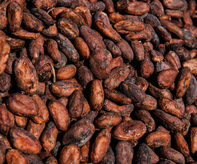 raw cocoa bean, Minca, Colombia
