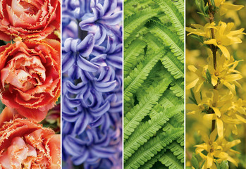Collage picture of different flowers and plants