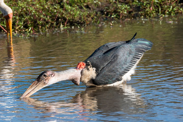 A Marabou stork fishing in a waterbody inside Masai Mara National Reserve during a wildlife safari