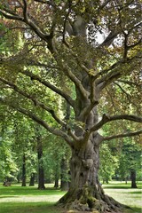 Fototapeta na wymiar Alter Baum mit weit verzweigten Ästen