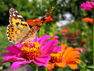 Monarch Butterfly feeds on the pink Zinnia flower in summer day