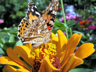 Monarch Butterfly feeds on the yellow Zinnia flower in summer day