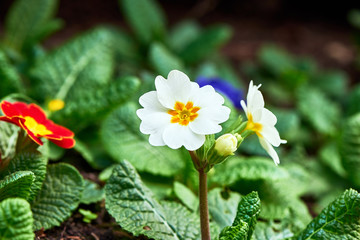 Spring flowers in the park