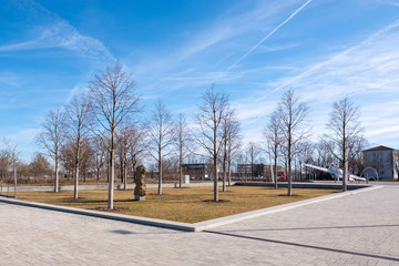 Tilia tomentosa Silber-Linde