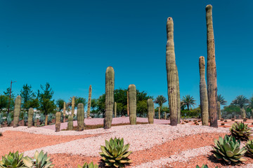 Ornamental cactus garden