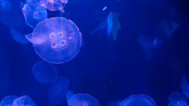 jellyfish background dark water light