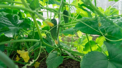cucumbers in the greenhouse