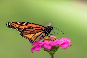 Monarch Butterfly, Danaus plexippuson, on pink zinnia flower, selective focus
