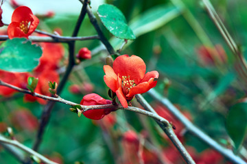 Spring flowers in the park