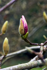 Spring flowers in the park