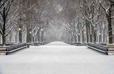 Central Park, New York City in winter