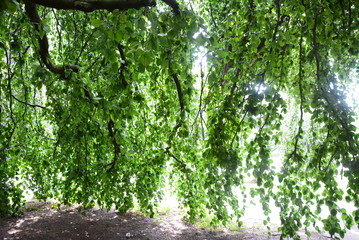 Grüner Buchenvorhang