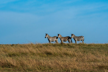 Fototapeta na wymiar Zebra herd standing in front of an acacia tree in the plains of Africa inside Masai Mara National Park during wildlife safari