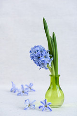 Blue hyacinths blooming