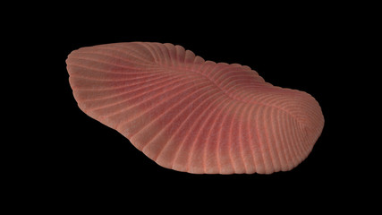 Fototapeta premium Dickinsonia, extinct creature of the Ediacaran era, one of the first animals (3d science illustration isolated on black background)