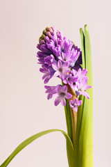 Obraz premium Purple hyacinths blooming